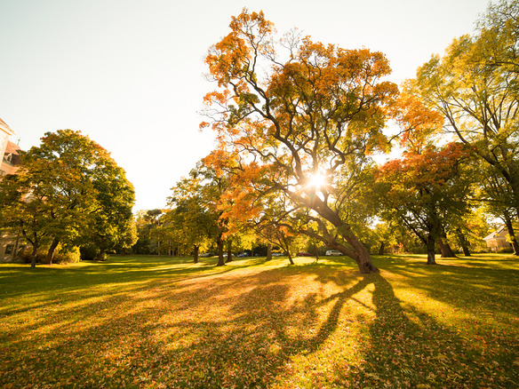 a slate autumn tree 2025 03 09 07 27 54 utc