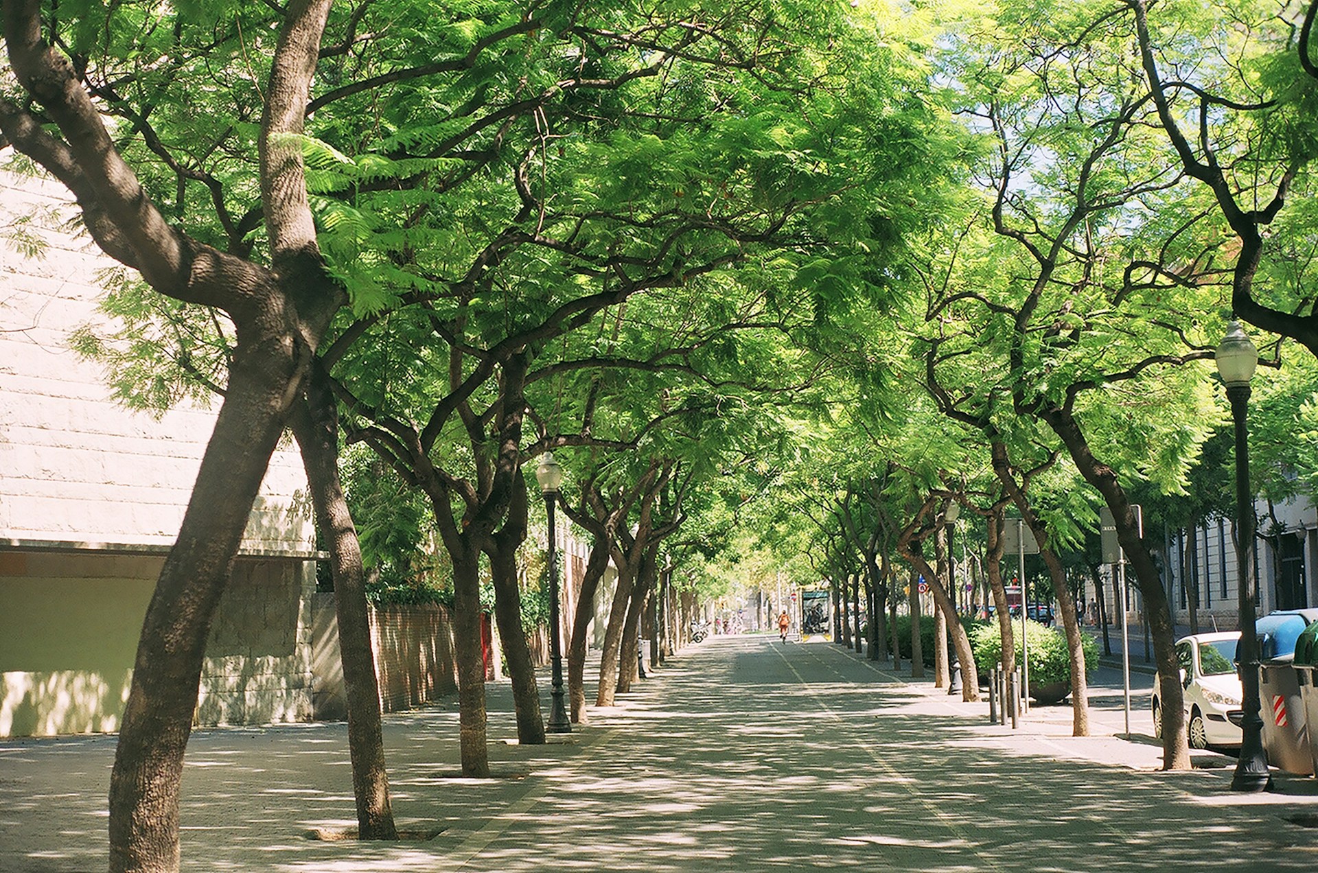 Calle urbana cubierta por copas de árboles verdes, con sombra moteada sobre el pavimento, farolas de hierro y edificios al fondo.