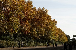Hilera de plátanos con hojas doradas, cobrizas y aún verdes sobre un paseo de tierra del Retiro, en Madrid, con paseantes caminando a contraluz.