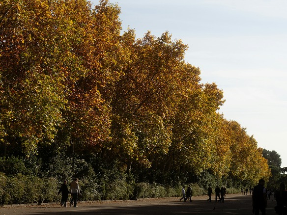 Hilera de plátanos con hojas doradas, cobrizas y aún verdes sobre un paseo de tierra del Retiro, en Madrid, con paseantes caminando a contraluz.