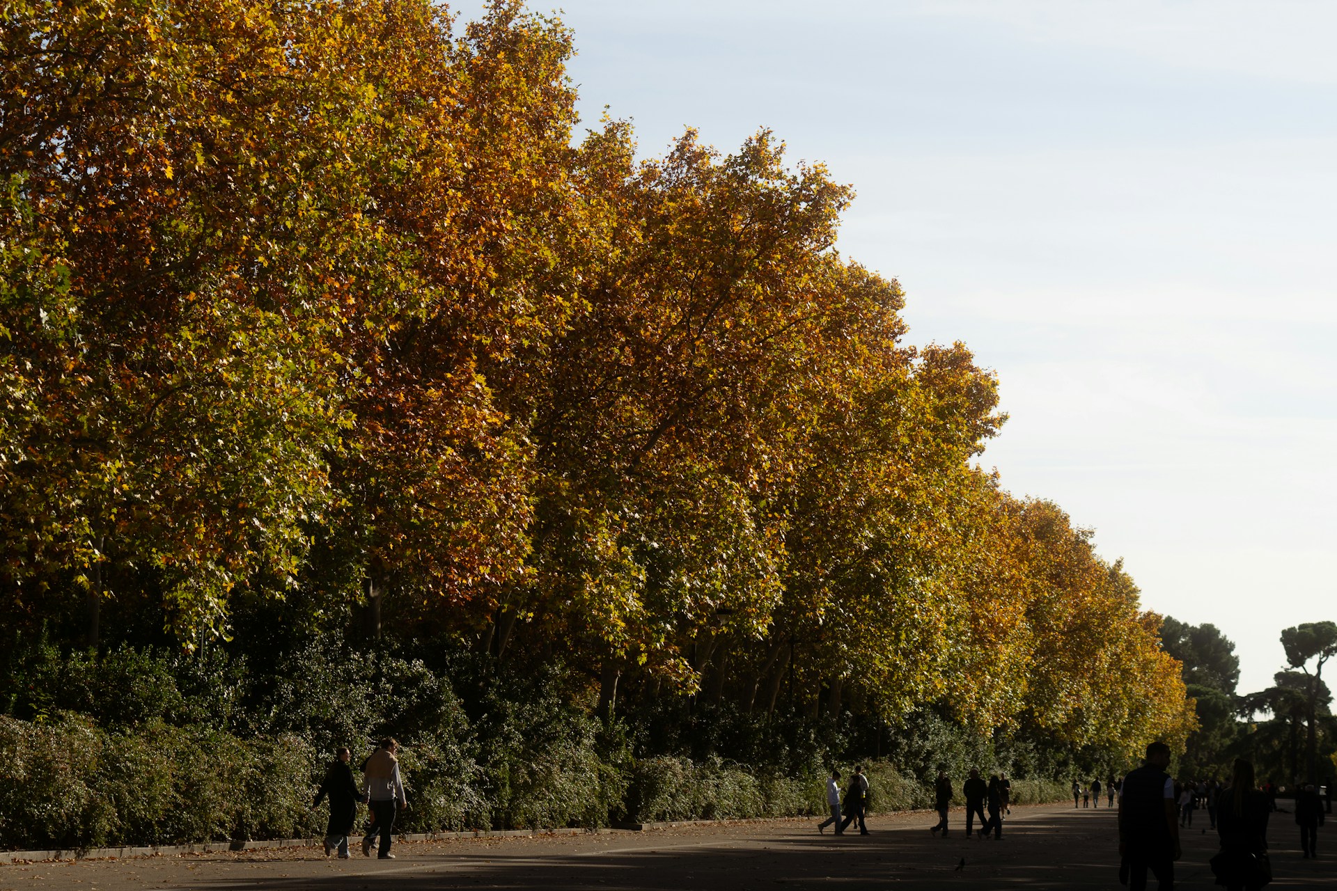 Hilera de plátanos con hojas doradas, cobrizas y aún verdes sobre un paseo de tierra del Retiro, en Madrid, con paseantes caminando a contraluz.
