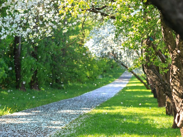 Sendero de un parque con árboles en flor, pétalos blancos cayendo y césped verde en primavera