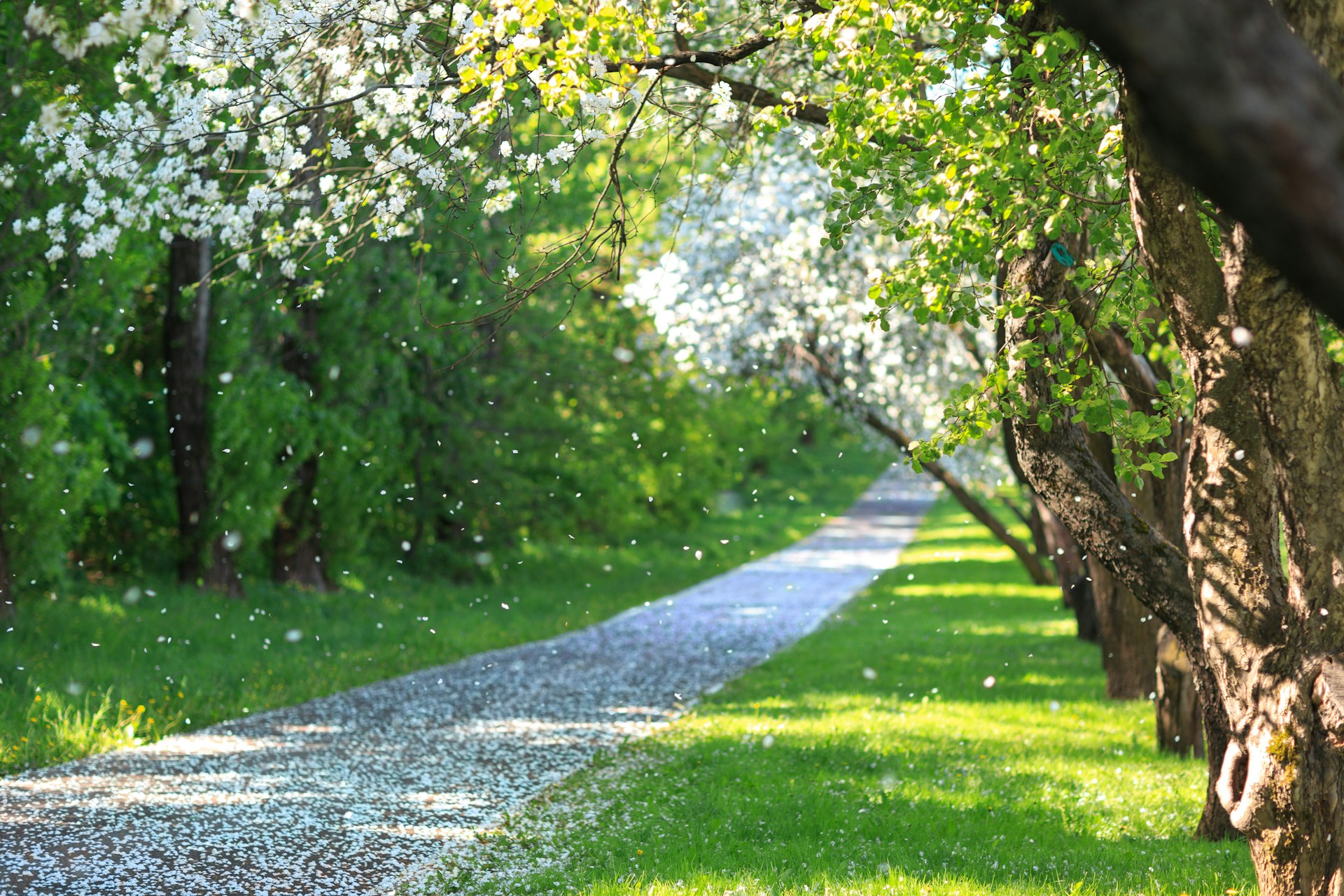 Sendero de un parque con árboles en flor, pétalos blancos cayendo y césped verde en primavera