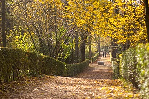 Paseo del parque del Retiro cubierto de hojas secas, con setos recortados y copas amarillas retroiluminadas por el sol de la tarde.