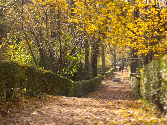 Paseo del parque del Retiro cubierto de hojas secas, con setos recortados y copas amarillas retroiluminadas por el sol de la tarde.